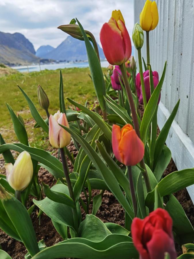 Banpim Beachside Lofoten Ramberg Dış mekan fotoğraf
